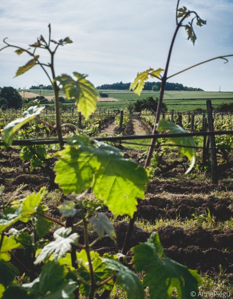 Vignoble