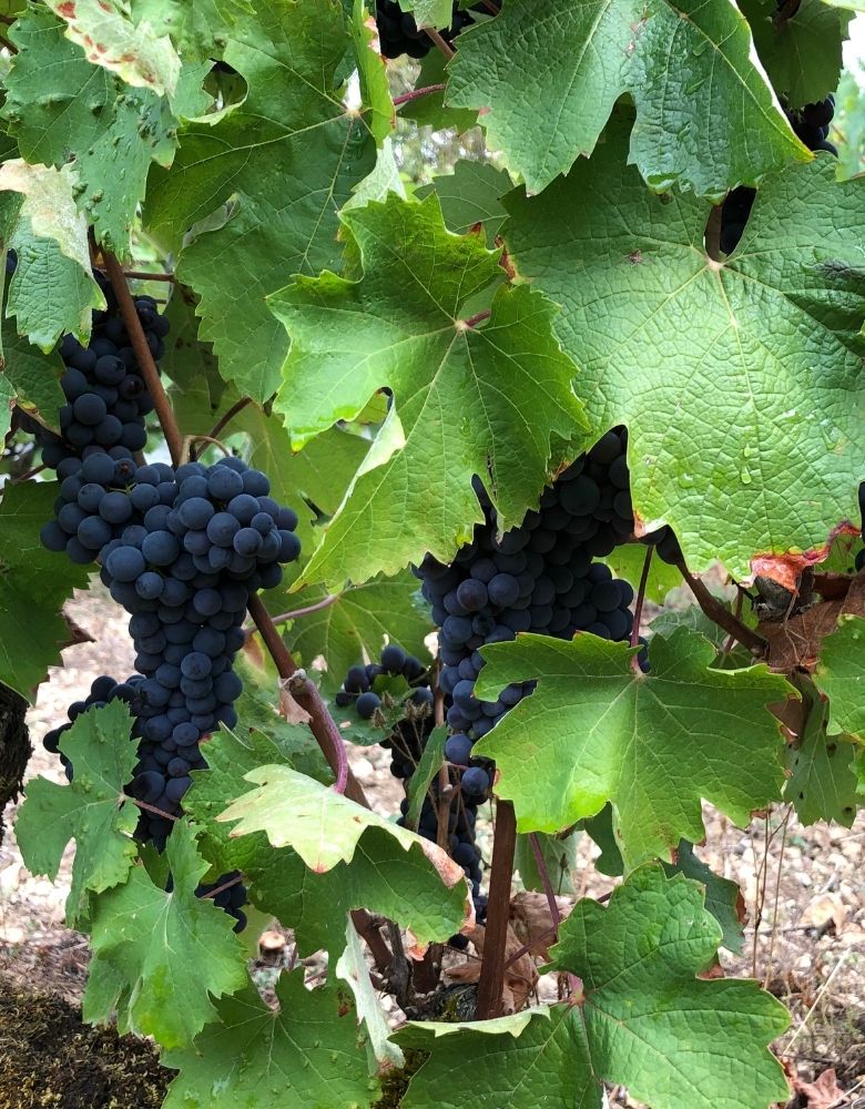 Vinification
